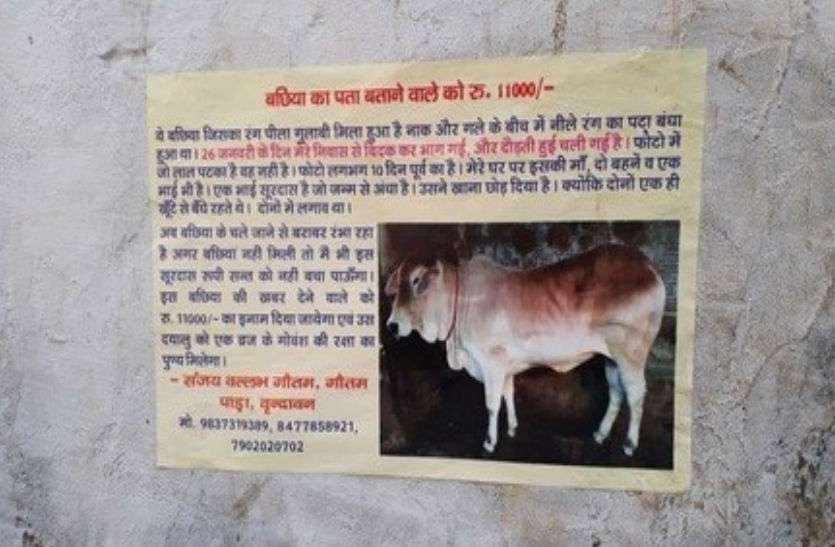 missing cow गुमशुदा 'बछिया' को ढूंढने के लिए वकील ने घोषित किया हजारों का इनाम, जगह जगह चस्पा किए पोस्टर, जानिए पूरा मामला