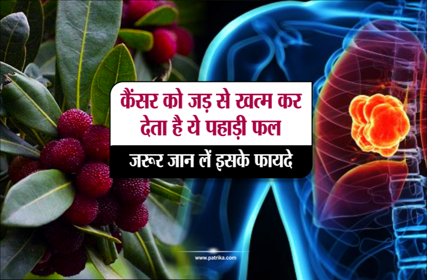 health news कैंसर को जड़ से खत्म कर देता है ये पहाड़ी फल, ज़रूर जान लें इसके फायदे