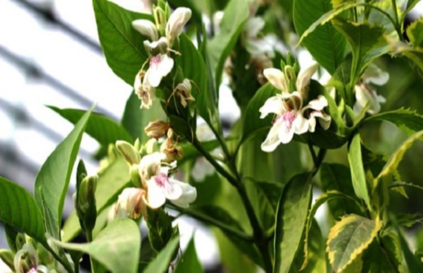 गठिया के दर्द को जड़ से ठीक कर देगा इस प​त्ती का पेस्ट, ऐसे करें इस्तेमाल |  adusa plant&#39;s leaves are beneficial for gathiya disease and others |  Patrika News