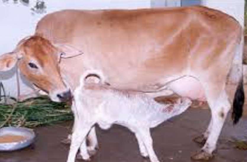 cow IPS अधिकारी ने गौहत्या रोकने के लिए मुस्लिमों को दिलाई ये शपथ, देखें वीडियो