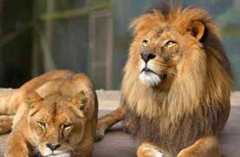 Gir Lions, Gujarat high court एलिवेटेड रेल कॉरिडोर से बचाए जा सकते हैं गिर जंगल के शेर