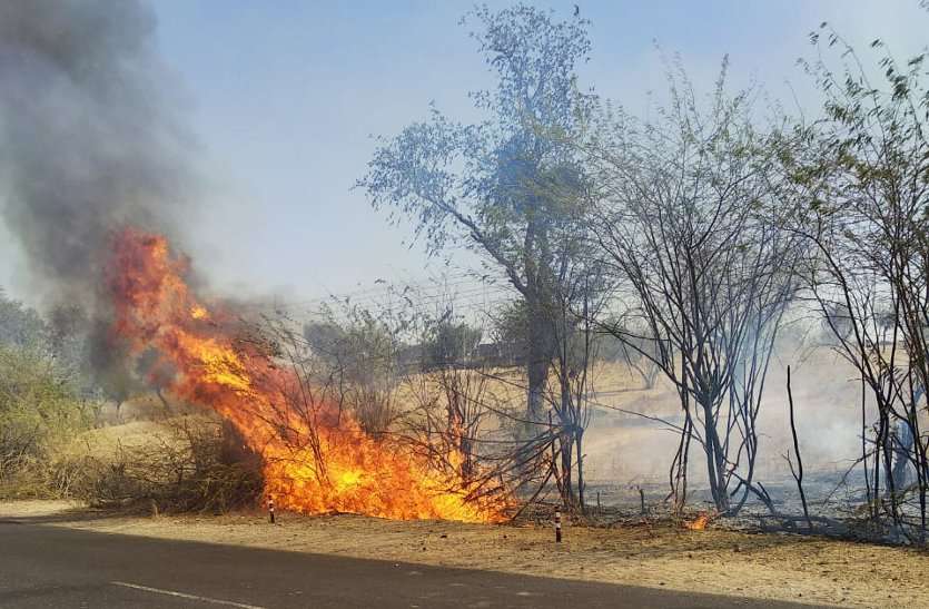 Fire causes in the forest जंगलों की तबाही की यह है सबसे बड़ी वजह