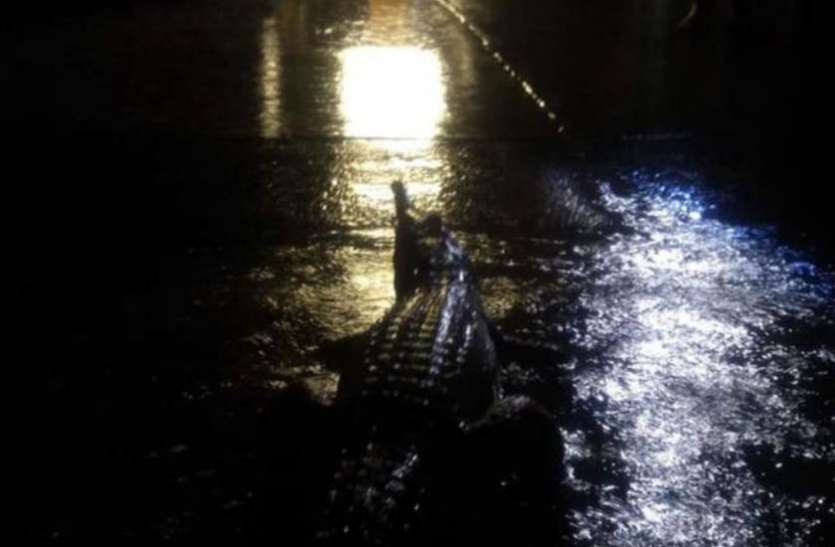 Flood in australia results crocodile walking on the roads ऑस्ट्रेलिया में बाढ़ के बाद पैदा हुई भयानक स्थिति, सड़कों-पेड़ों पर घूम रहे हैं मगरमच्छ