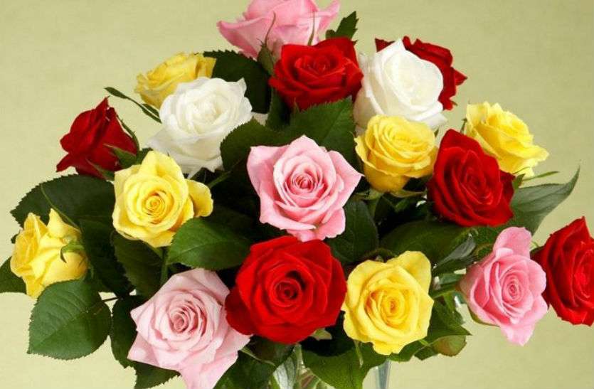 Jabalpur S Roses Will Spread Love In Delhi Lucknow In Valentine Week