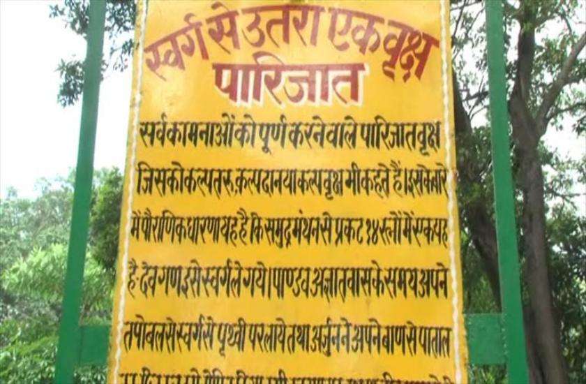 पारिजात वृक्ष