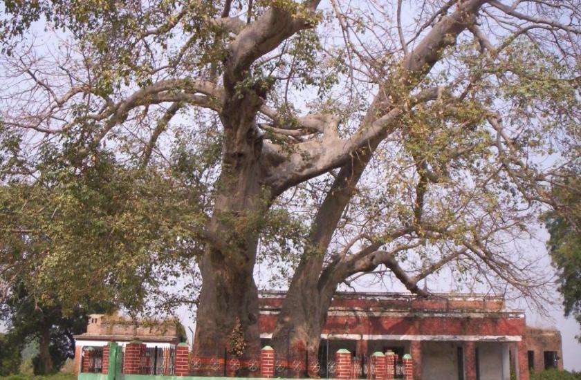 पारिजात वृक्ष