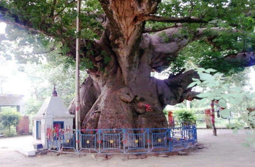 पारिजात वृक्ष भगवान शिव की आराधना के लिए स्वर्ग से मृत्युलोक लाया गया था यह वृक्ष, इस जिले में आज भी है मौजूद
