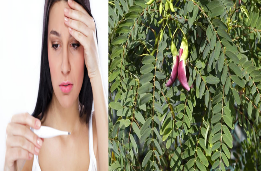 agastya-tree-s-5-elements-are-beneficial-for-fever-and-constipation इस अनोखे पेड़ के 5 तत्व बुखार, कफ, सूजन, पेटदर्द व कब्ज के लिए फायदेमंद, जानें इसके बारे में