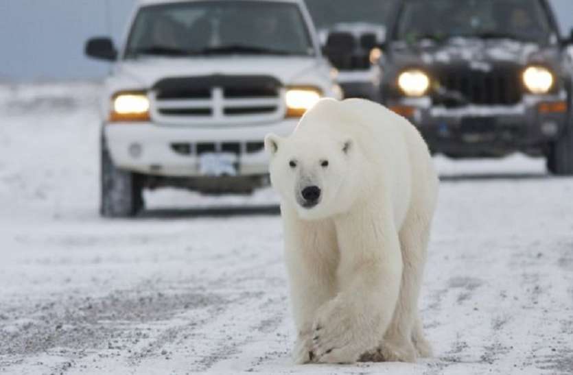 Polar Bear रूस के इस शहर में घुस आए दर्जन भर भालू, प्रशासन ने घोषित किया आपातकाल