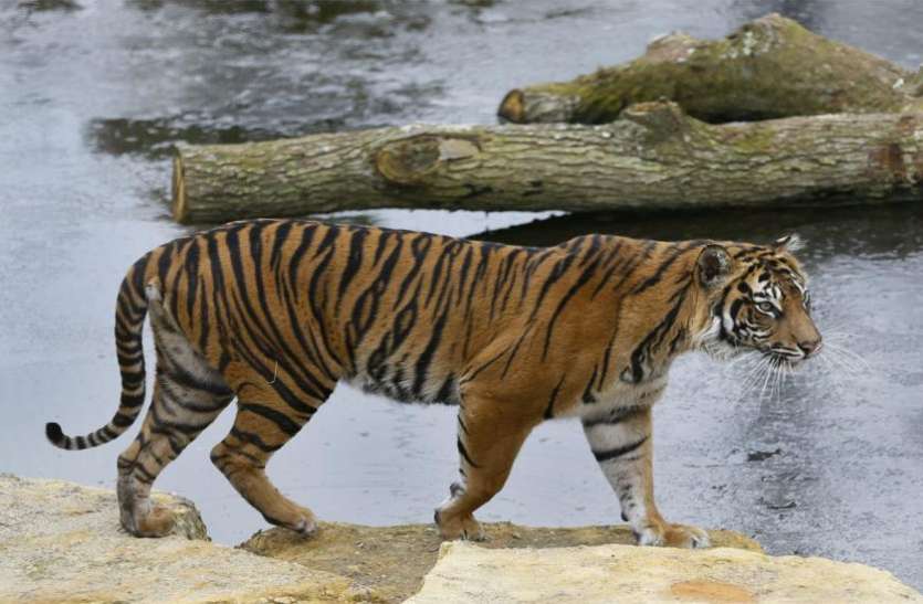 tiger मेटिंग के लिए बाघ के बाड़े में बाघिन को छोड़ा, कुछ देर में कर दी हत्या