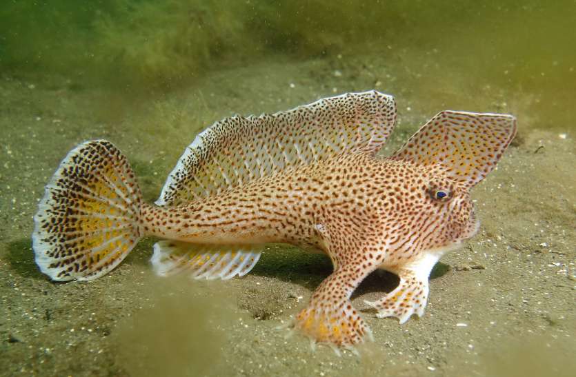 spotted hand fish tasmania walk on water surface तैरती नहीं बल्कि पैदल चलती है ये अनोखी मछली, तस्वीरें हो रही वायरल