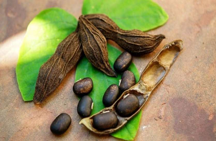 Velvet Beans Are Beneficial For Male Infertility And Other Diseases प र ष क ल ए वरद न स कम नह ह क च क ब ज र ज न स वन स म ल ग त द र स त Patrika News