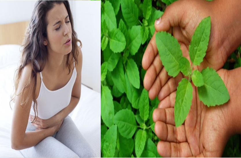 tulsi-is-beneficial-for-irregular-menstrual-cycle अनियमित मासिक चक्र, बालों की मजबूत और दस्त के लिए फायदेमंद है तुलसी