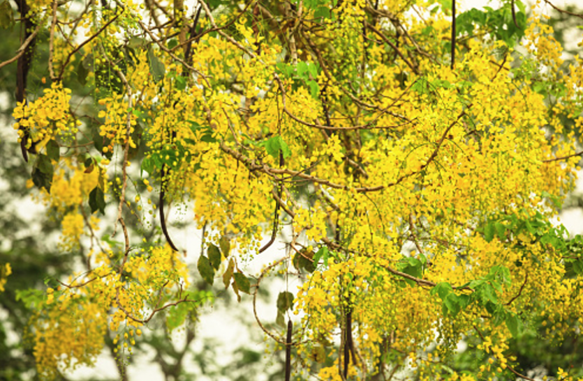 golden shower tree पुराने कब्ज काे भी चुटकियाें में दूर करता है अमलतास