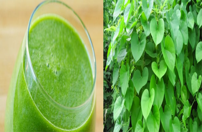 giloye-is-beneficial-for-obesity-diabetes-joint-pain-and-kidney मोटापा, डायबिटीज, जोड़ों के दर्द और किडनी के लिए फायदेमंद है ये औषधि, जानें इसके बारे में