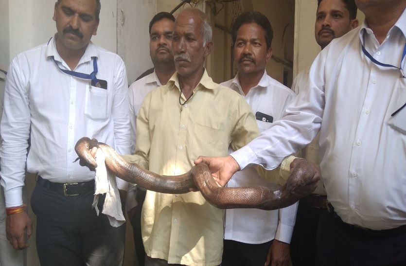 crime 30 लाख में दोमुंहा सांप की तस्करी करते 12 वीं पास युवक पकड़ाया