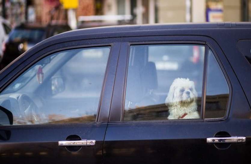 tesla car Dog mode और सेंट्री मोड से लैस होंगी इस कंपनी की कारें, परिंदा भी नहीं पर नहीं पार पाएगा