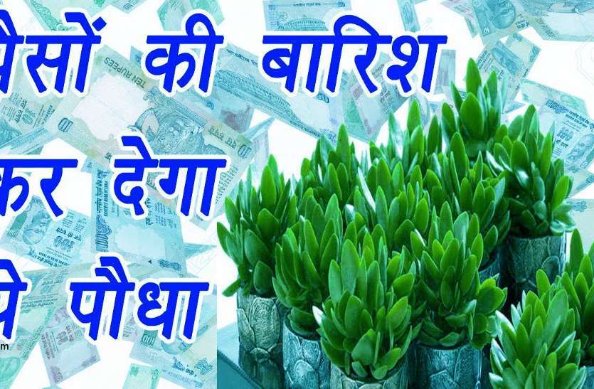crassula plant घर के मुख्यद्वार पर लगाएं ये पौधा, जल्द बन जाएंगे करोड़पति