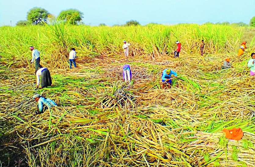 Sugarcane अधिक गन्ना उत्पादन से किसानों को हो रहा लाभ पर तेजी से घट रहा भू-जल स्तर