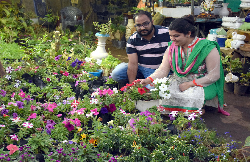 plants in jabalpur Home decoration : समर प्लांट्स से सजा मार्केट अब घर सजाने की बारी