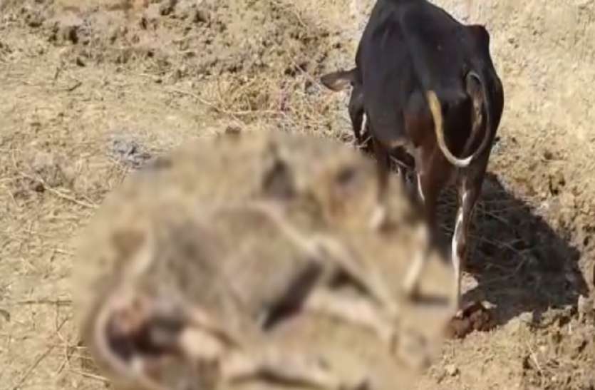 cows गोशाला में भूख-प्यास से तड़प कर दम तोड़ रहे गोवंश, VIDEO देखकर खौल जाएगा खून