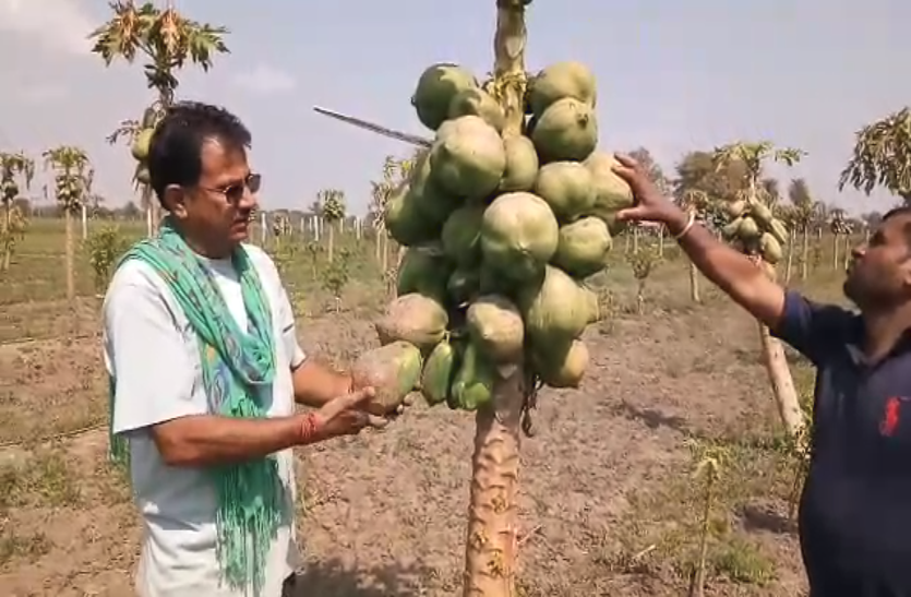 Bundi बूंद-बूंद से सिंचाई कर लगा डाले लाखों के पपीते, अब पाले ने किसान की उड़ाई नींद