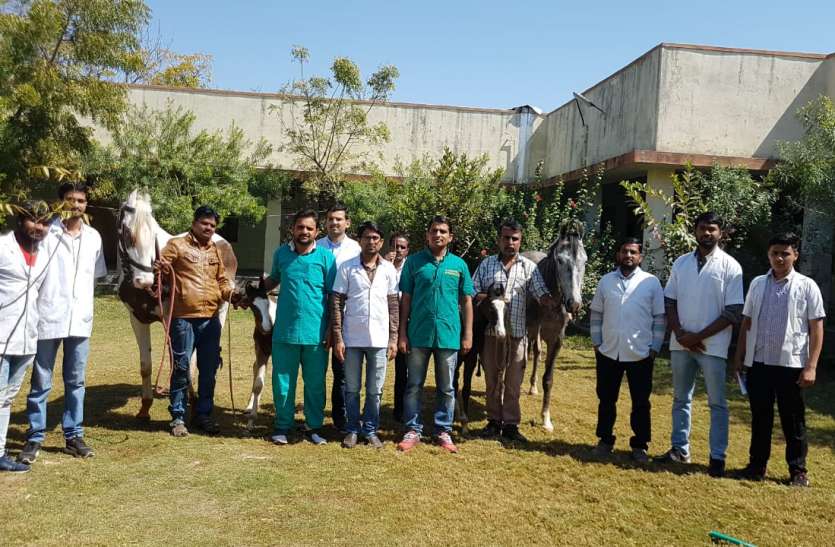 veterinary college, navaniya उदयपुर के इस पशु चिकित्सालय में चिकित्सा टीम द्वारा मादा अश्वोंं की सफल जटिल शल्य चिकित्सा