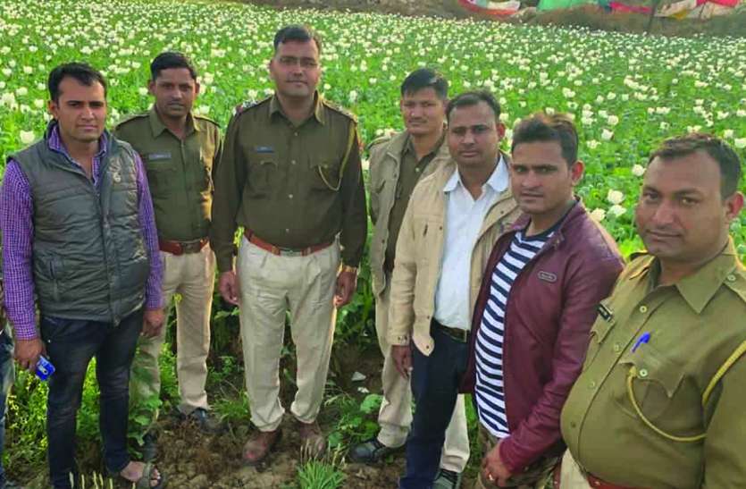 Rajsamand,Rajsamand news,Rajsamand Hindi news,rajsamand latest news,rajsamand news in hindi,Rajsamand police,rajsamand latest hindi news,rajsamand latest hindi news rajsamand,rajsamand latest news rajsamand,Latest News rajsamand,Crime News rajsamand,rajsamand crime news, पहले पथराव कर आधा बीघा खेत से पुलिस को भगाया, फिर खुर्दबुर्द किए अफीम के पौधे, बदमाश फरार
