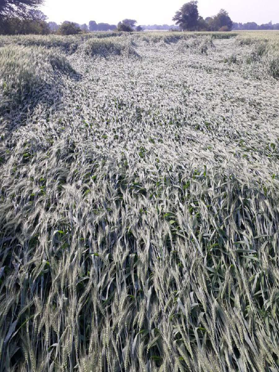 rain in betul and hoshangabad