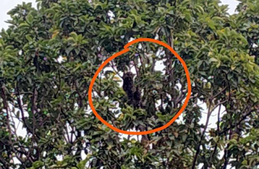 Leopard seen in rewa, Sat on tree गप्पे मार रहे ग्रामीणों के सामने पहुंचा तेंदुआ, सामने देखकर लोगों की सिट्टी-पिट्टी गुल, भगदड़ मची तो चढ़ गया पेड़ में