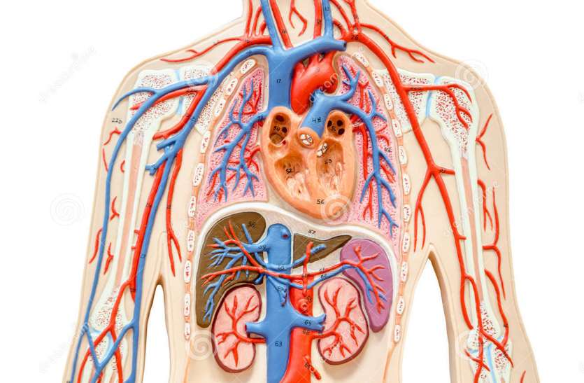 heart, kidney, liver failure हार्ट, किडनी व लिवर फेल्योर बचाएंगे आईआईटी और मेडिकल कॉलेज