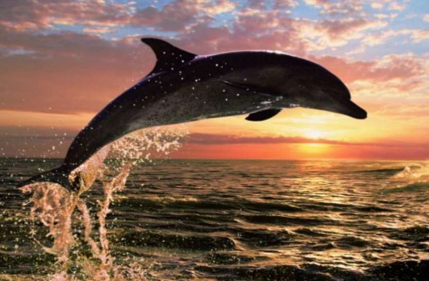 ganga dolphin गंगा डॉलफिन को लेकर RTI में हुआ बड़ा खुलासा, पिछले 10 वर्षों में इतनों का हुआ शिकार