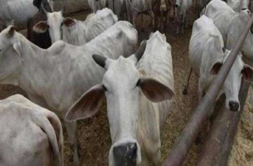 up news गौशाला में चारा के अभाव में पांच दिनों से भूखे हैं पशु