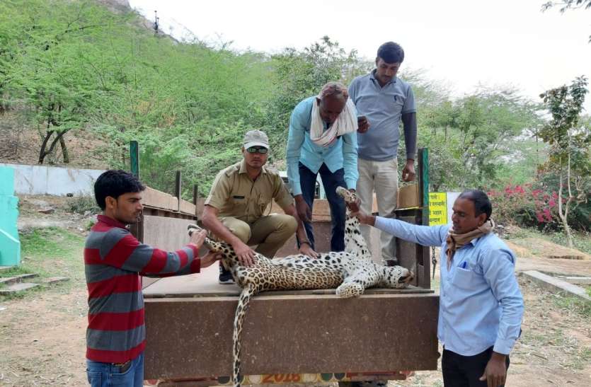 painthar मृत मादा पैंथर मिलने से मचा हड़कंप