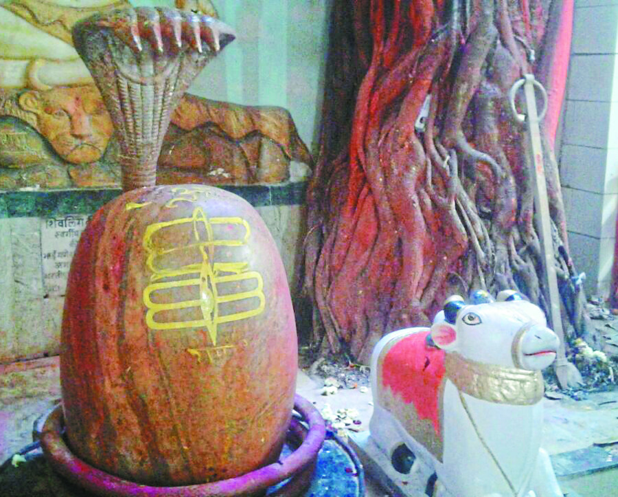 shiv vivah भगवान शंकर-पार्वती को अर्पित की हल्दी कल निकलेगी भव्य बारात, होंगे सात फेरे