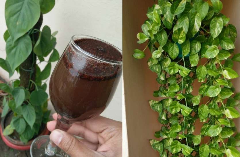 money plant घर में रखते हैं मनी प्लांट तो गलती से भी न करें ये काम, हो सकता है नुकसान
