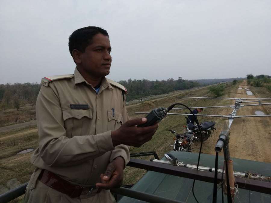 tiger return in sarni latest news