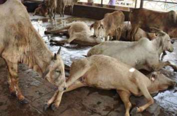 Foot and mouth disease to the milch animals in Punjab पंजाब में दुधारू पशुओं को हो रही यह गंभीर बीमारी,ग्रामीण अर्थव्यवस्था पर पड़ रहा असर