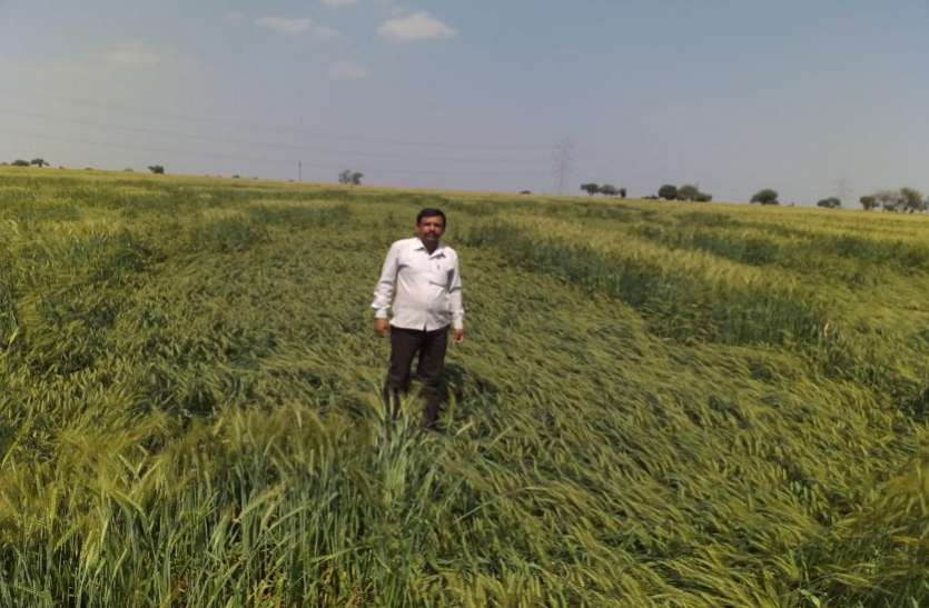 Not a buyer in Hoshangabad, despite the moisture, itarsi market is selling high prices होशंगाबाद में नहीं खरीददार, नमी के बावजूद इटारसी मंडी में ऊंचे भाव बिक रही उपज