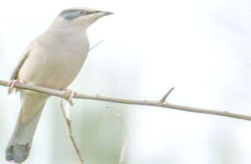 27 years later, rare bird Gray Hypocolius found in the Thar 27 साल बाद थार में दिखा दुर्लभ पक्षी ग्रे हीपोकोलिस