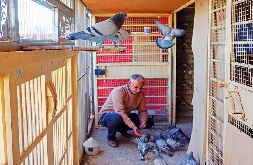 pigeon race famous in iraq आखिर क्यों एक कबूतर के लिए यहां के लोग खर्च कर रहे 'लाखों', खबर ऐसी कि चकरा जाएगा दिमाग