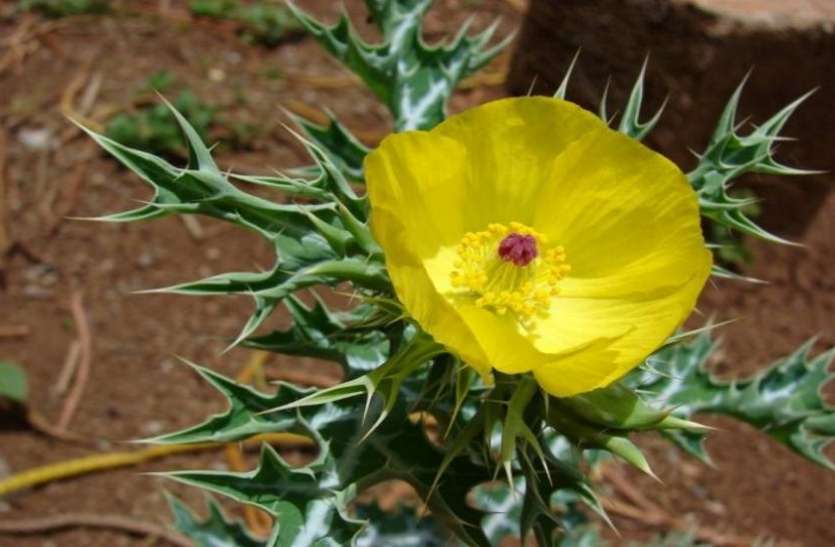 satyanashi ke fayde स्किन को हमेशा रखना है ग्लोइंग तो करें इस जड़ी बूटी का प्रयोग