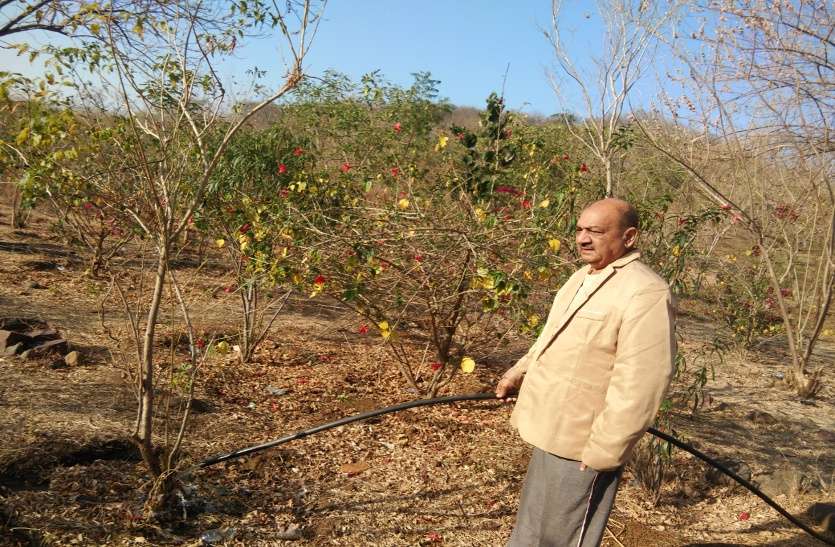 NEWS वेस्ट वाटर से बचा रहे पेड़-पौधे और फुलवारी