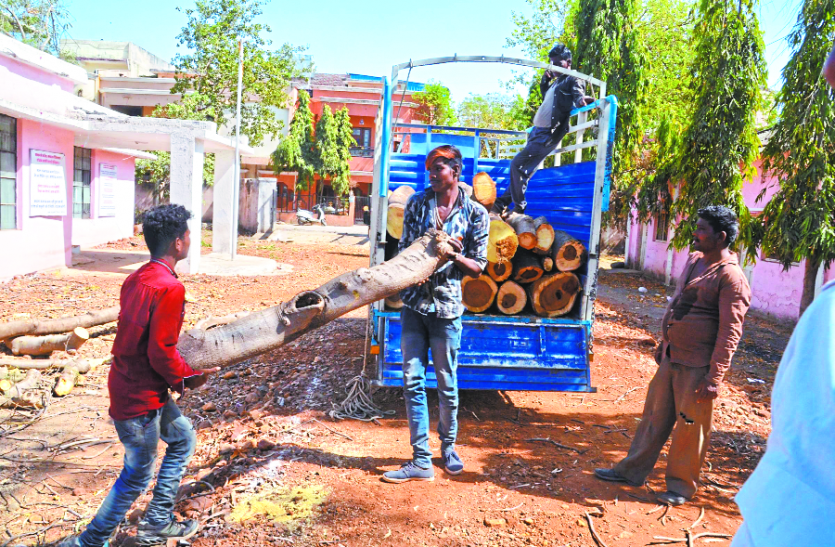 dewas सरकारी दफ्तर से पेड़ काटकर ले जा रहे थे, कैमरे देख उड़े होश