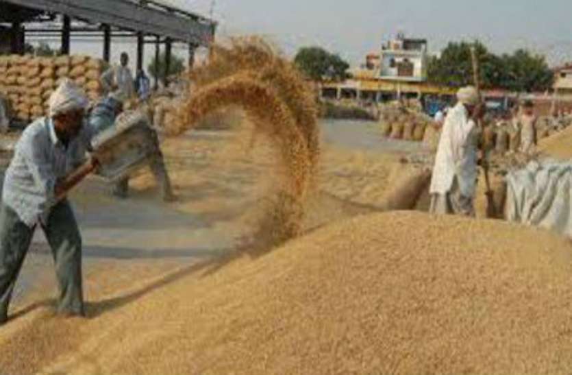farmer छह हजार रुपए सालाना सहायता राशि के बाद सरकार ने दी किसानों को एक और बड़ी खुशखबरी, अब ऐसा गेहूं भी खरीदेंगे केंद्र