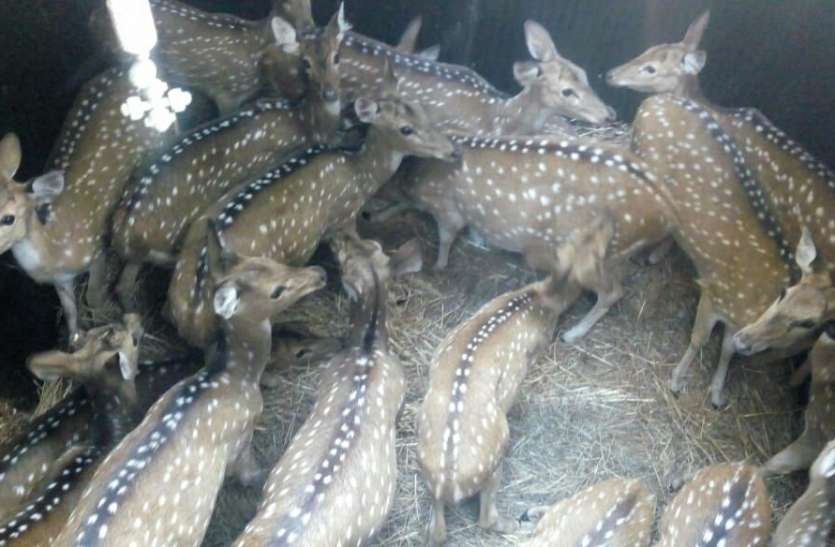 Reindeer And Chital-11 खुले जंगल में बारहसिंगा की ढाल बनेंगे पेंच नेशनल पार्क के चीतल