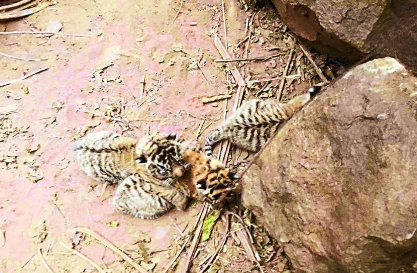 sariska news जानिए सरिस्का में क्यों गड़बड़ा रहा लैंगिक अनुपात