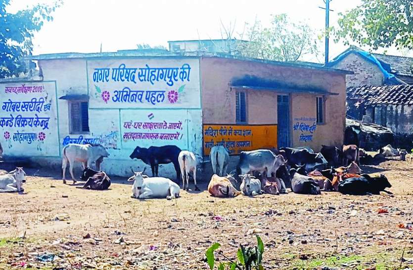 sohagpur latest hindi news एक साल में न गोबर खरीदा न ही कंडे बिके