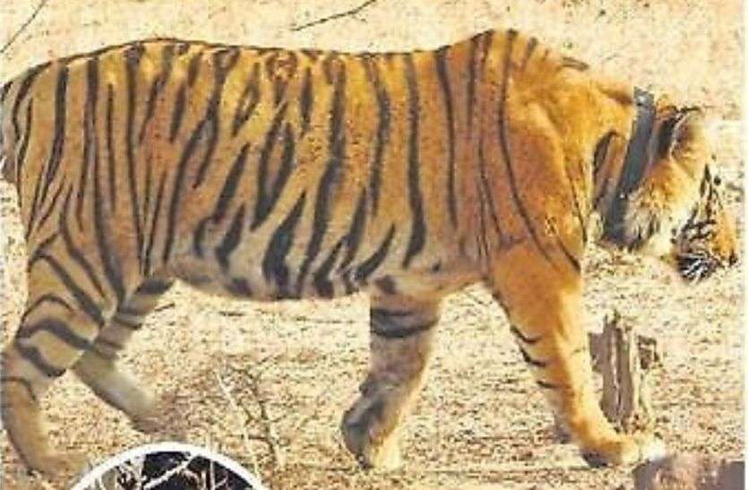 बाघ रातापानी में बाघ का शिकार, पंजे काटकर ले गए तस्कर