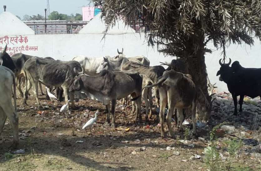 Cows गौ संरक्षण योजना का बुरा हाल, नहीं मिल पा रहा बेजुबानों को भूसा